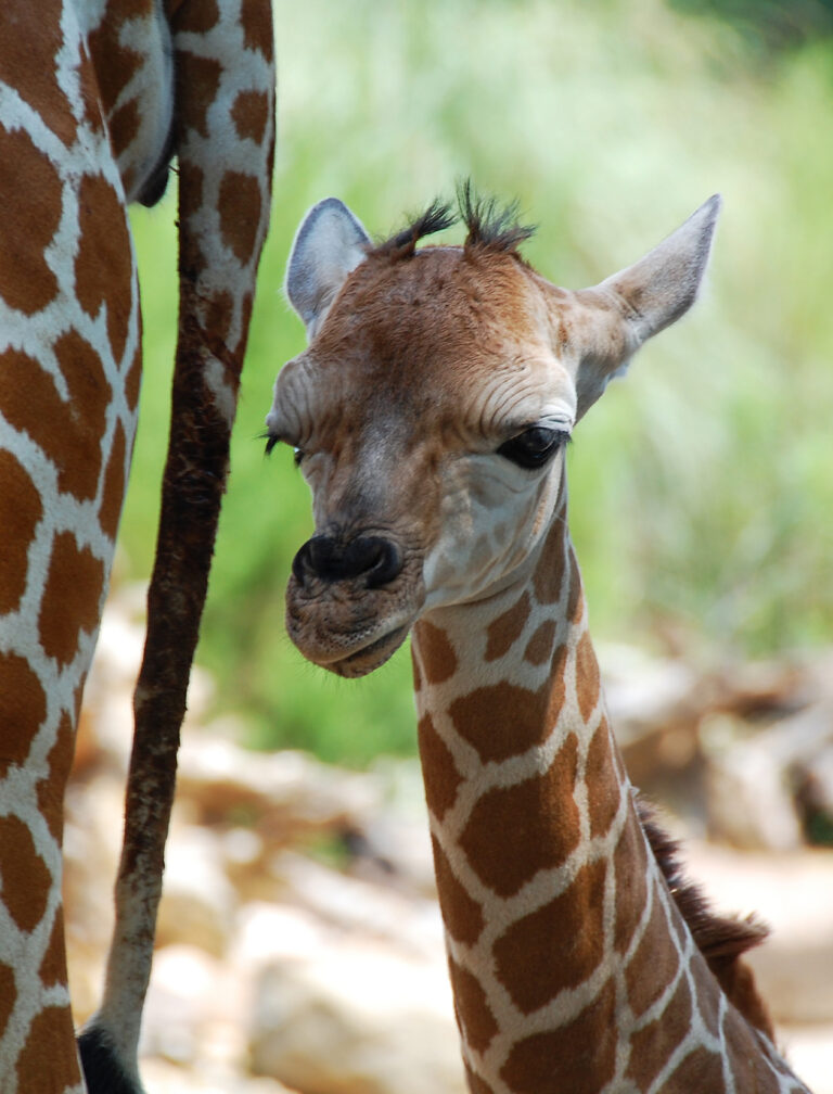 NVC without Sounding Weird